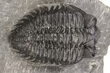 Coltraneia Trilobite Fossil - Huge Faceted Eyes #216508-3
